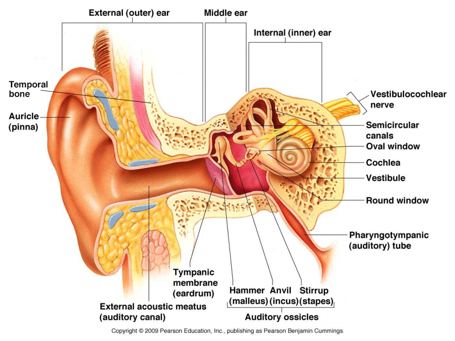 Inner ear